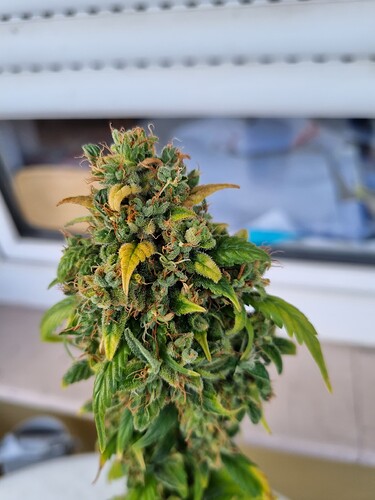 Growreport Bild 2