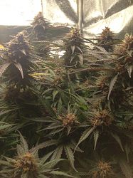 Growreport Bild 10