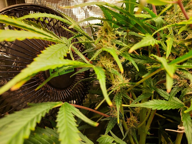 Growreport Bild 3