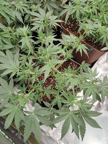 Growreport Bild 13