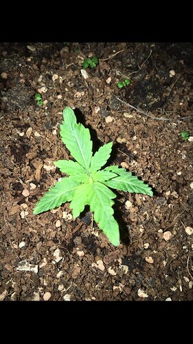 Growreport Bild 21