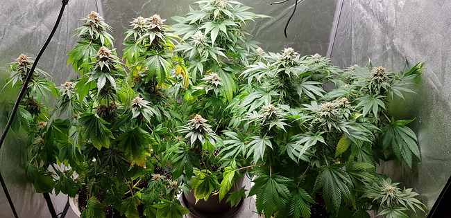 Growreport Bild 4
