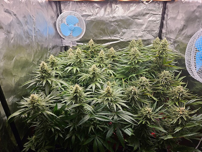 Growreport Bild 31