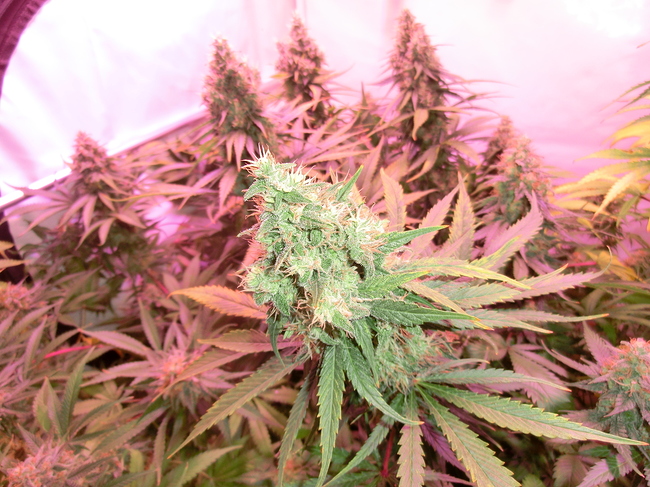 Growreport Bild 7