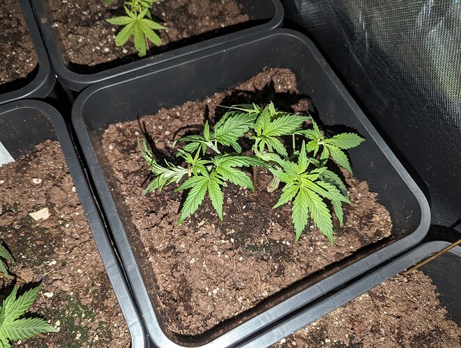 Growreport Bild 4