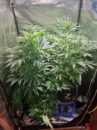 Growreport Bild 2