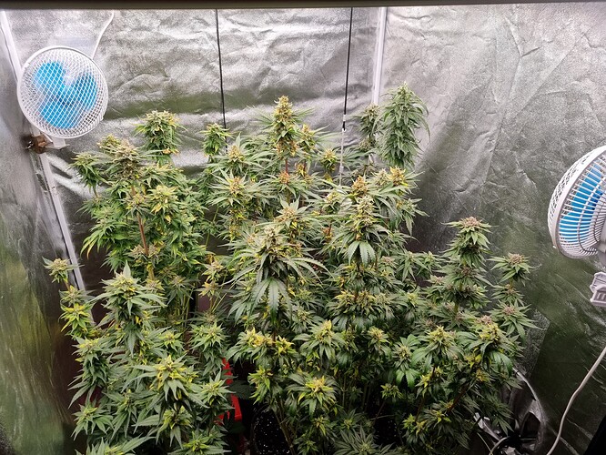 Growreport Bild 28