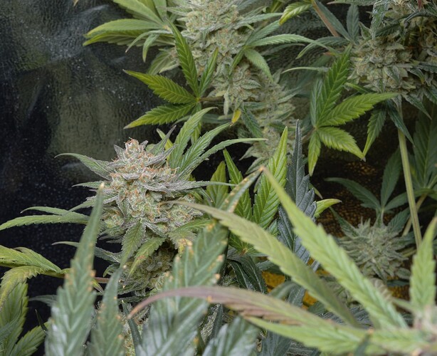Growreport Bild 5