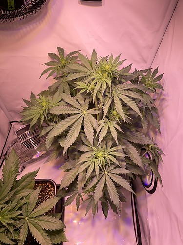 Growreport Bild 1