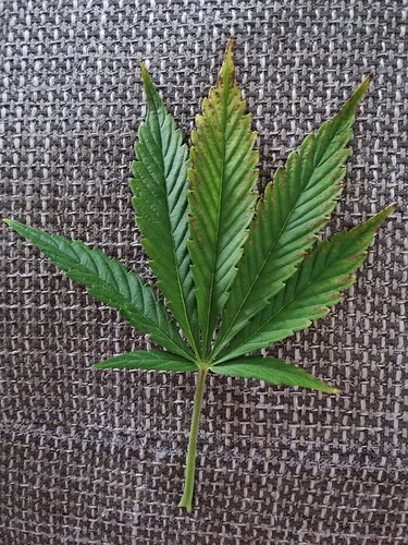 Growreport Bild 15