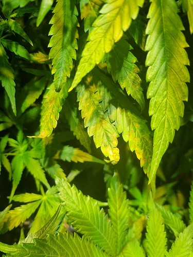 Growreport Bild 1