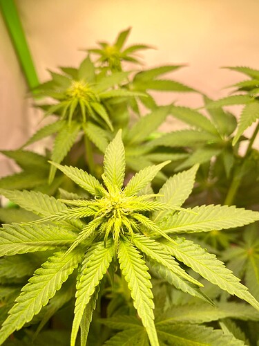 Growreport Bild 5