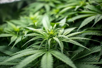 Growreport Bild 8