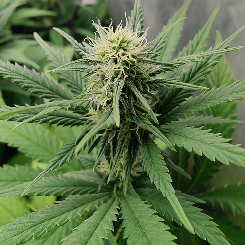Growreport Bild 7