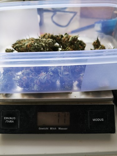 Growreport Bild 3