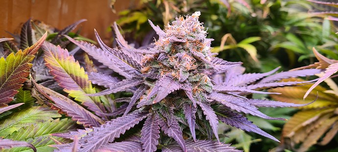 Growreport Bild 29