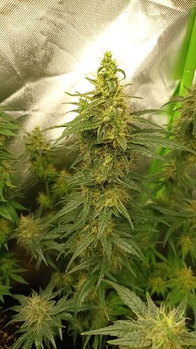 Growreport Bild 19