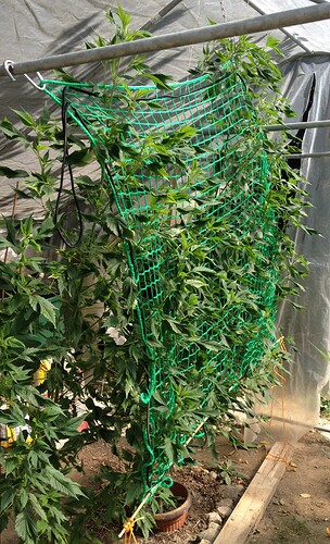 Growreport Bild 7