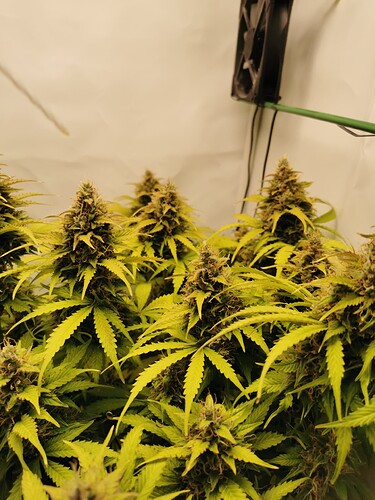 Growreport Bild 21