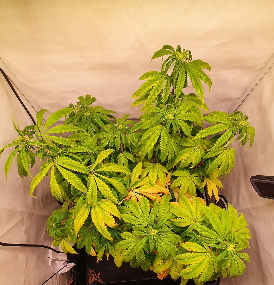 L1w3's dritter Grow - wirds diesmal was? Neu: Diesmal Autos! Green Gelato & Wedding Cheesecake