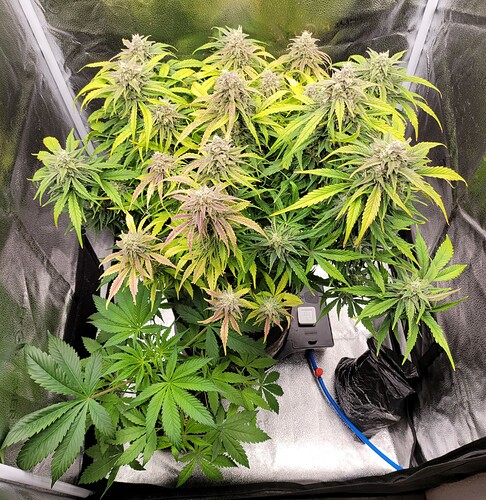 Growreport Bild 5