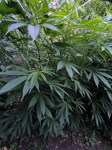 Growreport Bild 5
