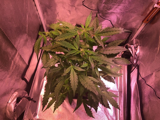 Growreport Bild 37