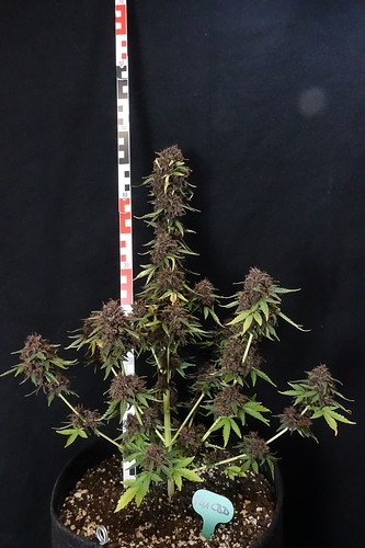 Growreport Bild 7