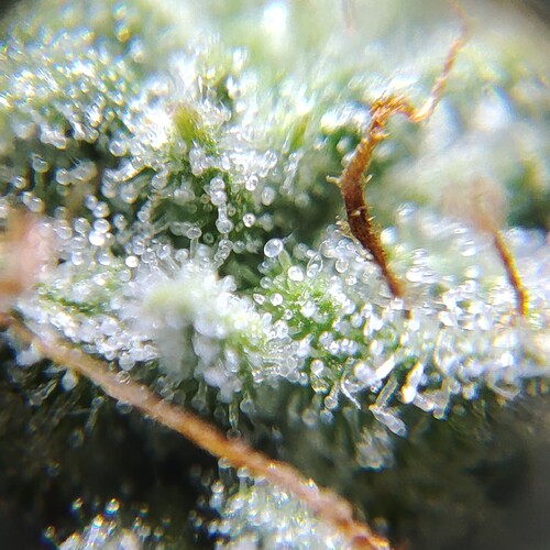 Growreport Bild 54