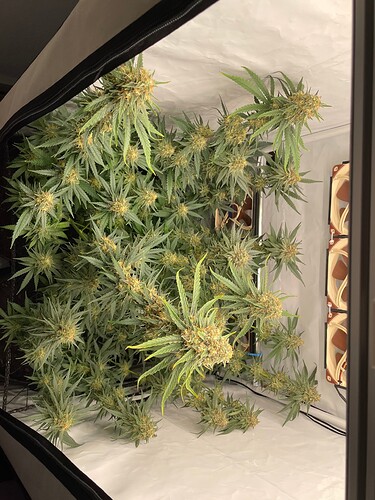 Growreport Bild 3