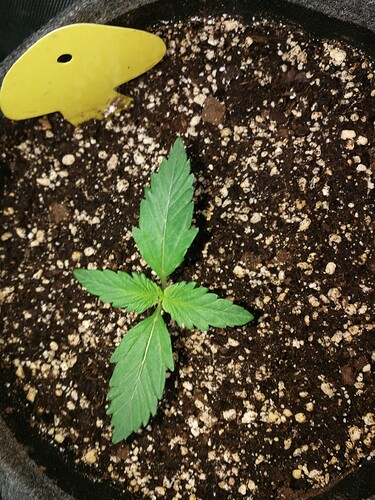Growreport Bild 134