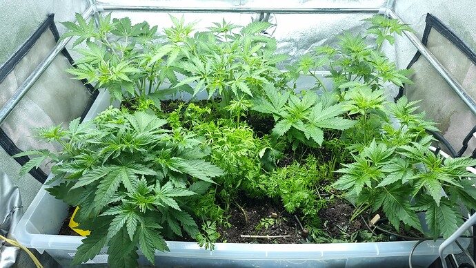 Growreport Bild 3