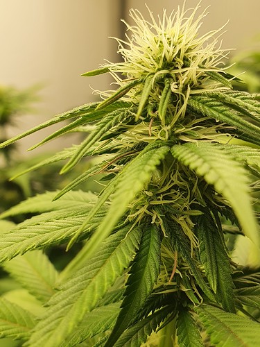 Growreport Bild 7