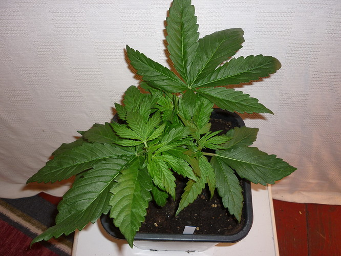 Growreport Bild 2