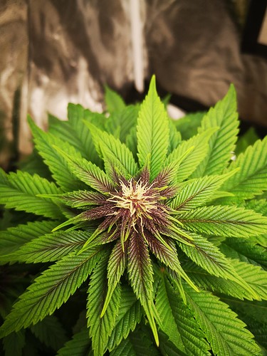 Growreport Bild 5