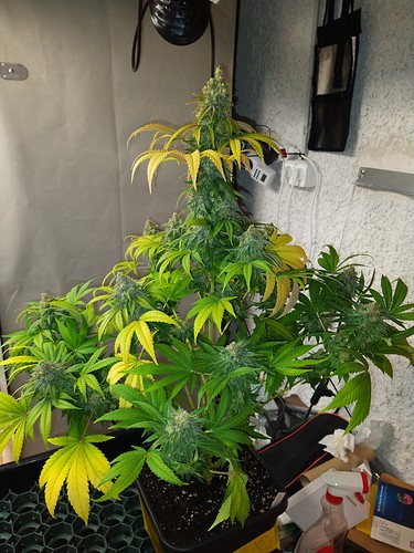 Growreport Bild 5