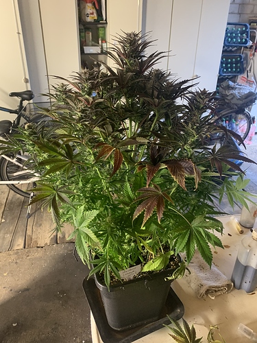 Growreport Bild 2