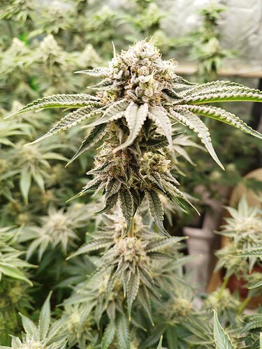 Growreport Bild 2
