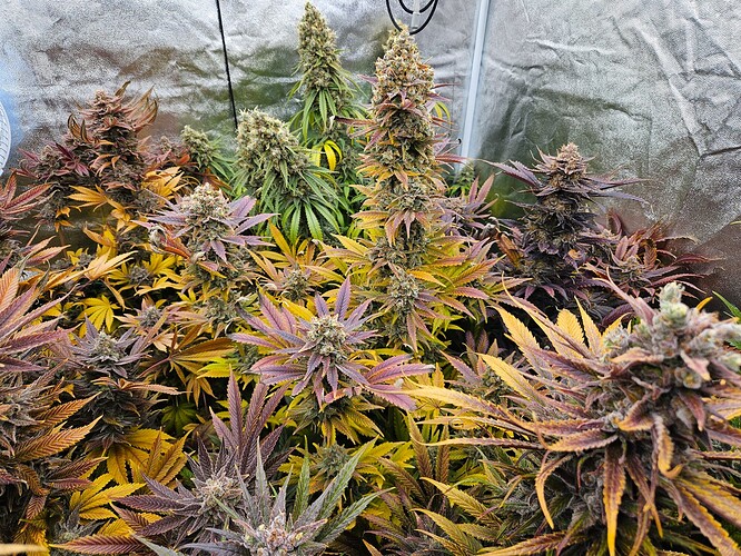 Growreport Bild 33