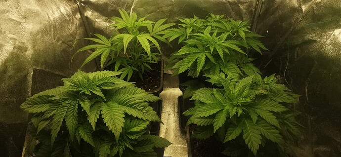 Growreport Bild 2