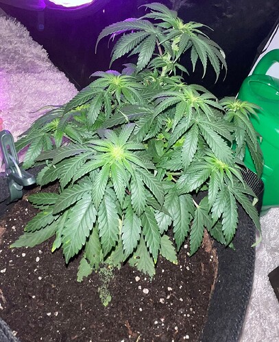 Growreport Bild 25