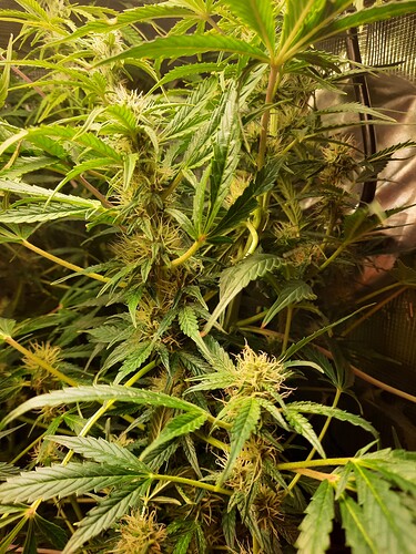 Growreport Bild 5