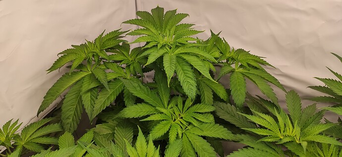 Growreport Bild 6
