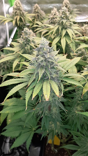Growreport Bild 11