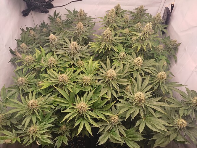 Growreport Bild 2