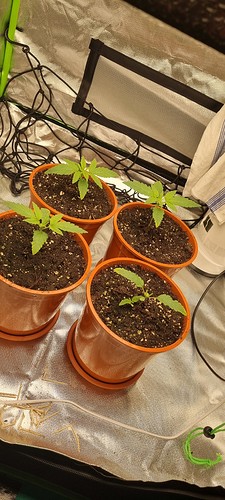 Growreport Bild 1