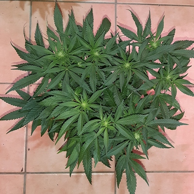 Growreport Bild 18