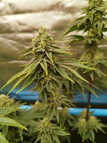 Growreport Bild 14
