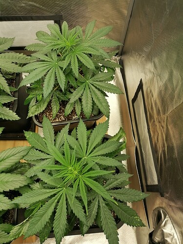 Growreport Bild 27