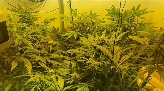 Growreport Bild 20